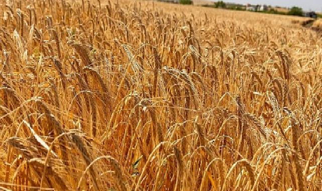 Anadolu Efes, Onarıcı Tarım Faaliyetleriyle Yetiştirilen Birinci Arpa Hasadını Gerçekleştirdi