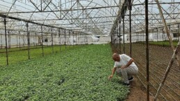 Asan Tarım’dan kuraklıkla çabada yerli tahlil: Damla Sulama Projesi Başladı