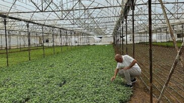 Asan Tarım’dan kuraklıkla çabada yerli tahlil: Damla Sulama Projesi Başladı