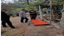 Ateşli silahla yaralanan domuz Doğal Ömür Parkı’nda sıhhatine kavuştu