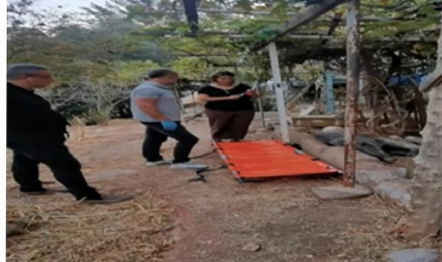 Ateşli silahla yaralanan domuz Doğal Ömür Parkı’nda sıhhatine kavuştu