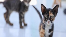 Buca’daki can dostlar sizi bekliyor