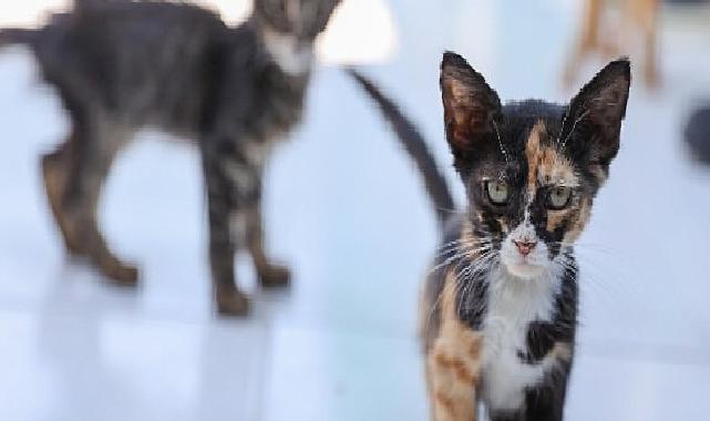 Buca’daki can dostlar sizi bekliyor