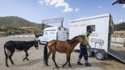 Buca’daki haralara terk edilen sahipsiz atlar Pako’da