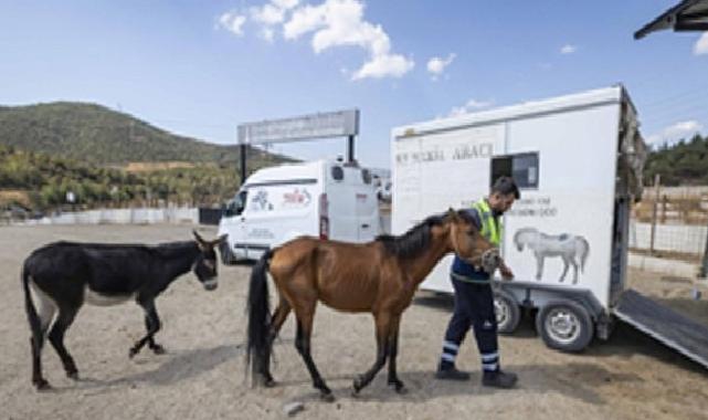 Buca’daki haralara terk edilen sahipsiz atlar Pako’da