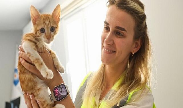 Büyükşehir takımları sazlıkların ortasına düşen yavru kediye can oldu