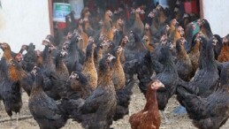 Büyükşehir, yüzde 50 hibeli 16 bin tavuk dağıttı