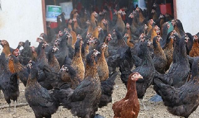 Büyükşehir, yüzde 50 hibeli 16 bin tavuk dağıttı