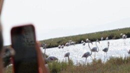 Flamingo Yolu cinsleri başladı