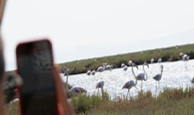 Flamingo Yolu cinsleri başladı