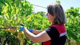 Hasat Öncesi Pestisit Denetimi İçin Numuneler Alınıyor