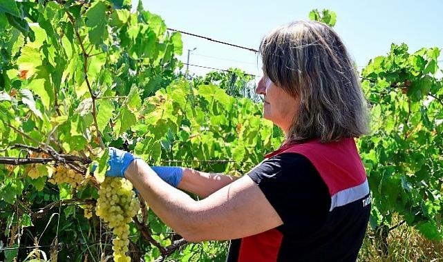 Hasat Öncesi Pestisit Denetimi İçin Numuneler Alınıyor