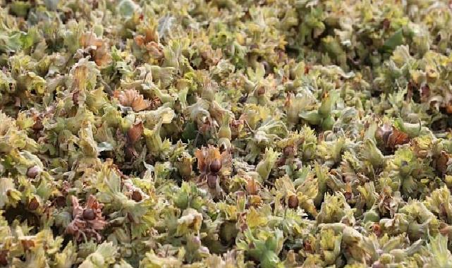 İnegöl Fındığında Hasat Vakti