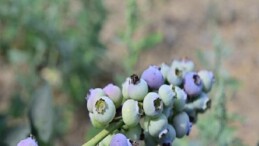 izmir tarım haber; İzmir’in birinci toprağa dikim bluueberryleri hasat edildi