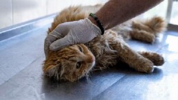 Karşıyaka’da can dostlara kapsamlı hizmet