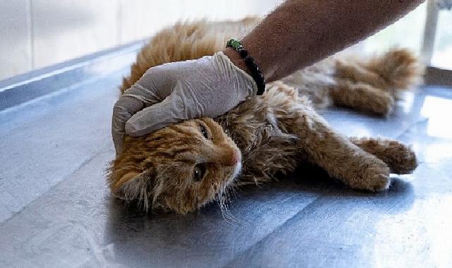 Karşıyaka’da can dostlara kapsamlı hizmet