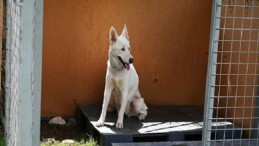 Kemer Belediyesi’nden “Can dostları” için istasyon