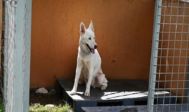 Kemer Belediyesi’nden “Can dostları” için istasyon