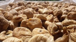 Kuru incirde aflatoksin ve okratoksinle gayret için üreticilere 19 bin kerevet dağıtıldı