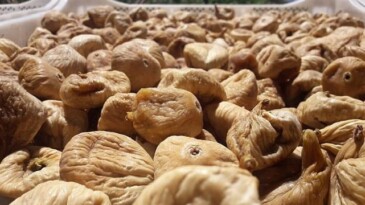 Kuru incirde aflatoksin ve okratoksinle gayret için üreticilere 19 bin kerevet dağıtıldı