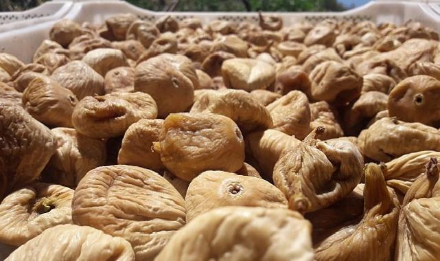 Kuru incirde aflatoksin ve okratoksinle gayret için üreticilere 19 bin kerevet dağıtıldı