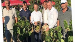 Lider Büyükakın, İzmit’te üzüm hasadına katıldı