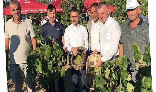 Lider Büyükakın, İzmit’te üzüm hasadına katıldı