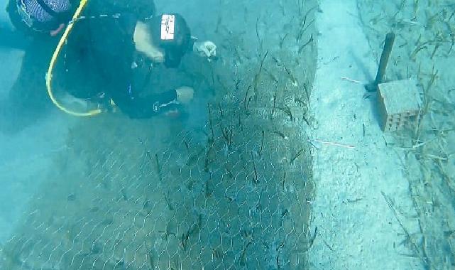 Mavi Nefes Projesi’nden Türkiye’de Bir Birinci: Göcek’te 2.000 Yaşında Deniz Çayırı Keşfedildi