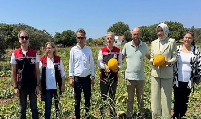Meşhur Çeşme Kavununda Hasat Vakti
