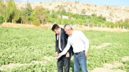 Meşhur Kazan Kavunu Sofralara Geri Dönüyor