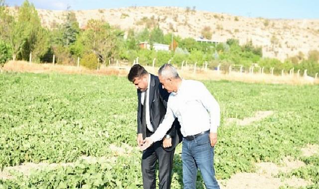 Meşhur Kazan Kavunu Sofralara Geri Dönüyor