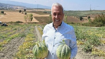 Nilüfer Konaklı’daki kavun üretimi iki kat arttı