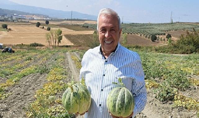 Nilüfer Konaklı’daki kavun üretimi iki kat arttı