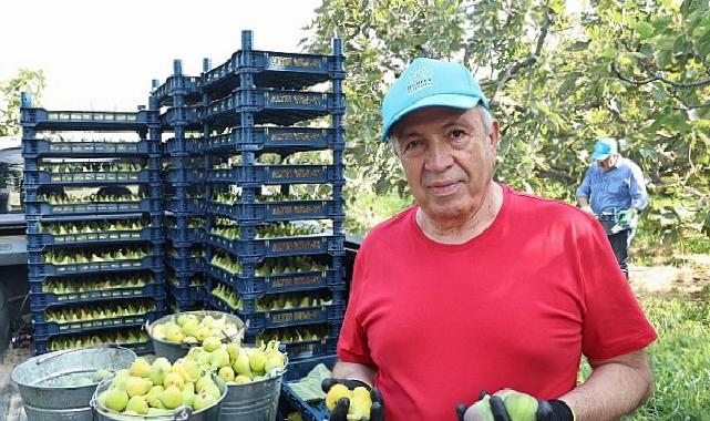 Nilüfer’de incir hasadı başladı