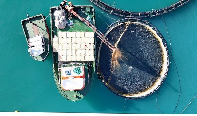 Su Eserleri İhracatın Yeni Yıldızı Türk Somonu İçin 4 Lisanda Tanıtım Sineması Hazırlandı – Bu Sinemanın Başrolünde Türk Somonu Oynadı