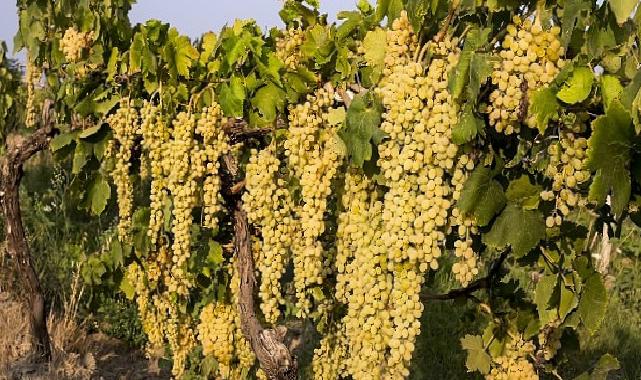 Sultani çekirdeksiz taze üzümün ihracat seyahati 4 Ağustos’ta başlıyor