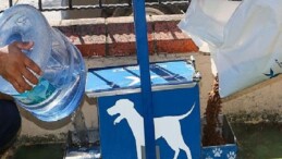 Yazın Sıcak Günlerinde Küçükçekmece Belediyesi’nden Sokak Hayvanlarına Can Suyu Daveti