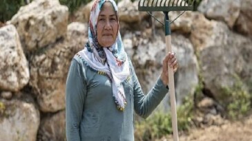 Yenişehir Belediyesinin takviyesiyle safran üreticisi sayısı artıyor