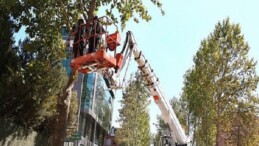 Alikahya Tramvay Çizgisi’nde ağaçlar budanıyor