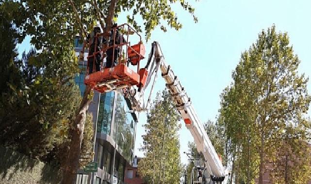 Alikahya Tramvay Çizgisi’nde ağaçlar budanıyor
