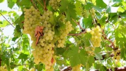 Antalya Büyükşehir’den üzüm sıkma makinesi dayanağı