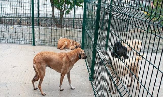 Bakioğlu Can Dostlarımız Hayat Merkezi ve Bakımevi açılıyor!