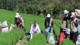 Büyükşehir destekliyor, üretim artıyor