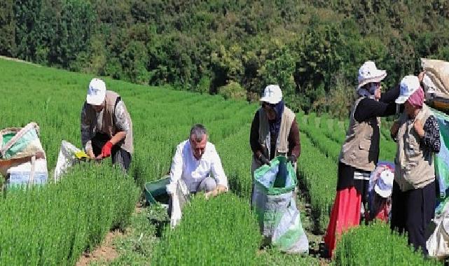 Büyükşehir destekliyor, üretim artıyor