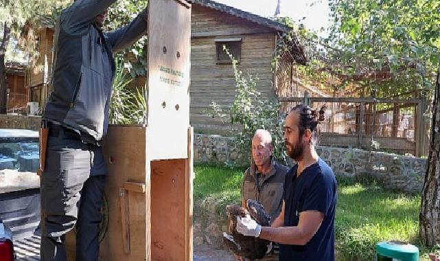 Büyükşehir Doğal Ömür Parkı’nın tedavi edilen Yılan Kartalı tabiata geri döndü