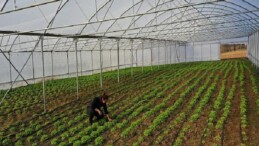 Büyükşehir’den çiftçilere çağdaş sera takviyesi