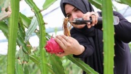 Büyükşehir’den üreticilere katma bedeli yüksek alternatif eser takviyesi