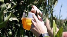 Büyükşehir’den üreticiye Akdeniz meyve sineği ile çaba takviyesi