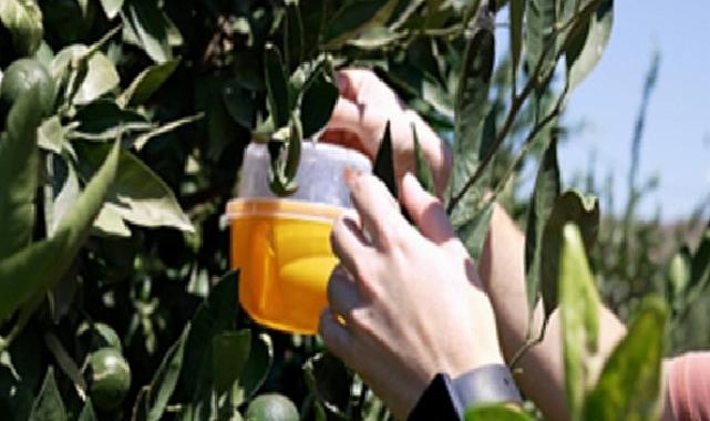 Büyükşehir’den üreticiye Akdeniz meyve sineği ile çaba takviyesi