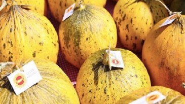 Çeşme, üretim kültürünü kutladı: 10. Ovacık Tarım ve Sakız Koyunu Şenliği tamamlandı